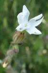 Silene latifolia