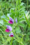 Vicia sativa