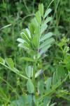 Vicia sativa