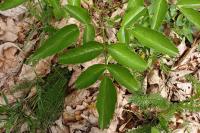 Laserpitium latifolium