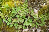 Veronica officinalis