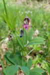 Lathyrus linifolius