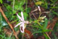 Lychnis flos-cuculi