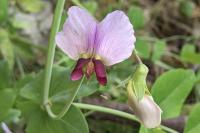 Pisum sativum subsp. biflorum