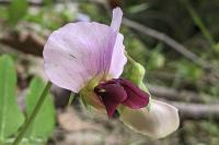 Pisum sativum subsp. biflorum