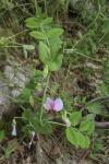 Pisum sativum subsp. biflorum