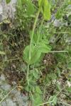 Pisum sativum subsp. biflorum