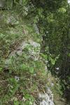 Pisum sativum subsp. biflorum