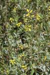 Melilotus spicatus