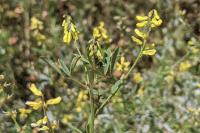 Melilotus spicatus