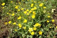 Ranunculus sardous