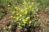 Ranunculus sardous