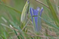 Gentiana pneumonanthe