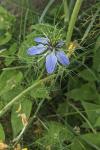 Nigella damascena