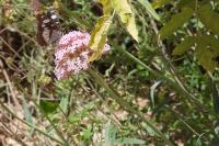 Centranthus ruber