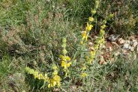 Phlomis lychnitis