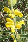 Phlomis lychnitis