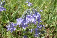 Veronica orsiniana