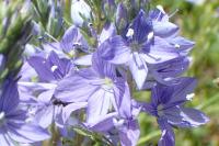 Veronica orsiniana
