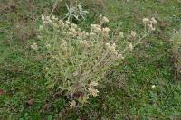 Pseudognaphalium undulatum