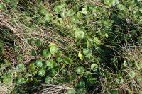 Hydrocotyle bonariensis