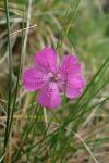 Dianthus deltoides