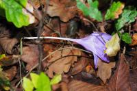 Crocus nudiflorus