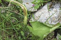 Arum cylindraceum