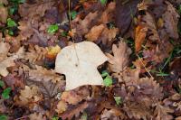 Liriodendron tulipifera