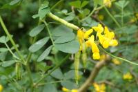 Coronilla glauca