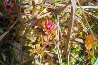 Vaccinium microcarpum