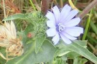 Cichorium pumilum