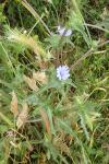 Cichorium pumilum