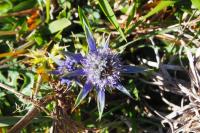 Eryngium bourgatii