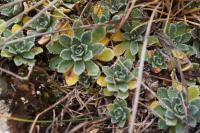 Saxifraga paniculata