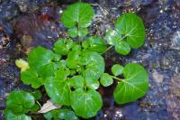 Cardamine raphanifolia