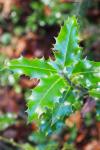 Ilex aquifolium