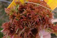 Sphagnum