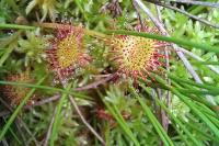 Drosera rotundifolia