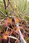 Drosera rotundifolia