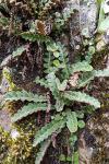 Asplenium ceterach