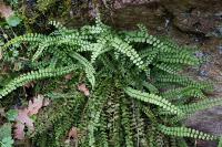 Asplenium trichomanes