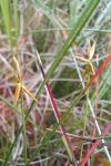 Carex pauciflora
