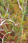 Vaccinium oxycoccos