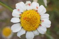 Anacyclus clavatus
