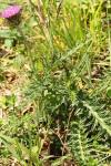 Carduus defloratus