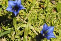 Gentiana acaulis