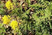 Sisymbrium austriacum