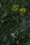 Tephroseris helenitis