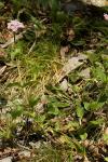 Valeriana montana